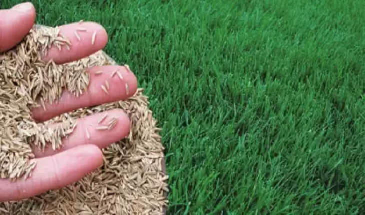 Grass Seeds